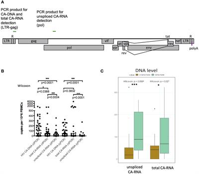 Low unspliced cell-associated HIV RNA in early treated adolescents living with HIV on long suppressive ART